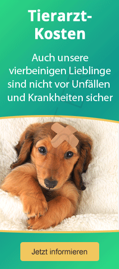 i-talk24 Banner für Tierarztkosten-Versicherungen